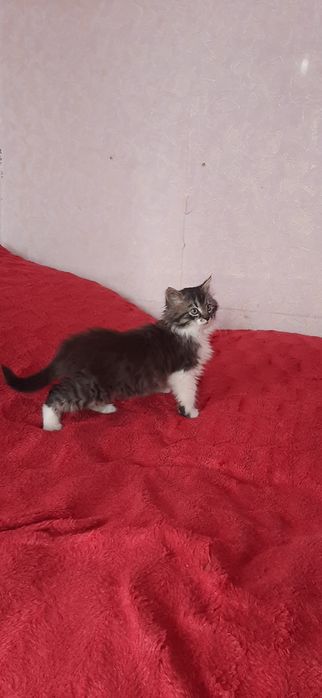 Віддам котика в добрі руки.