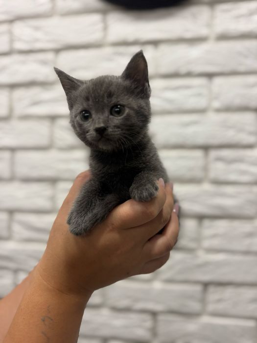 Продам коти британські весловухи
