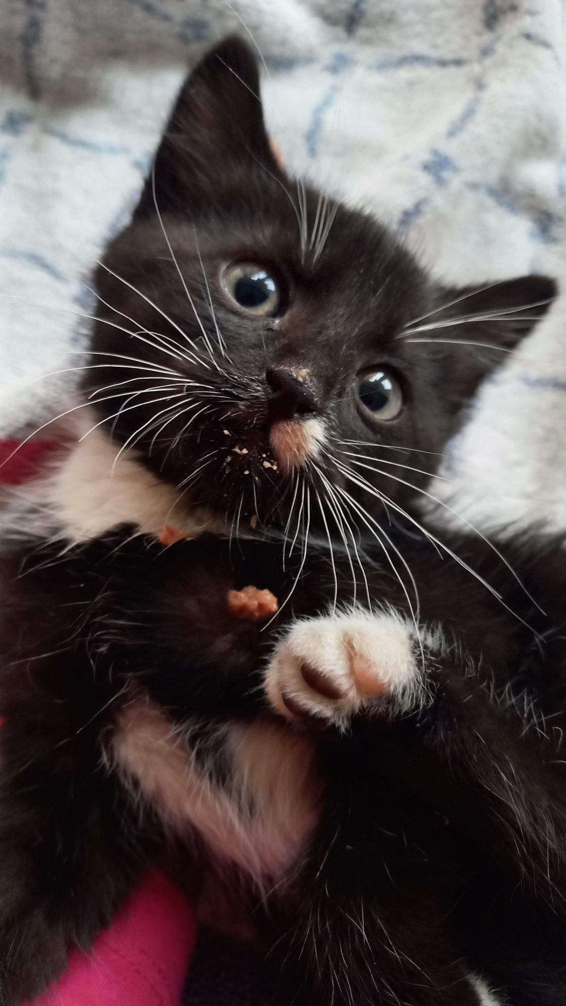 Malutkie groszki do adopcji