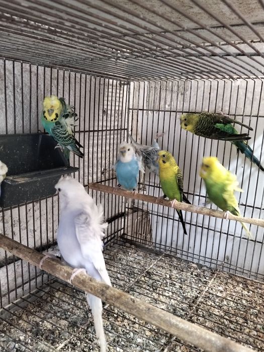 Periquitos hagoromos