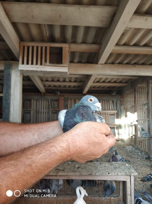 Sprzedam gołębie pocztowe