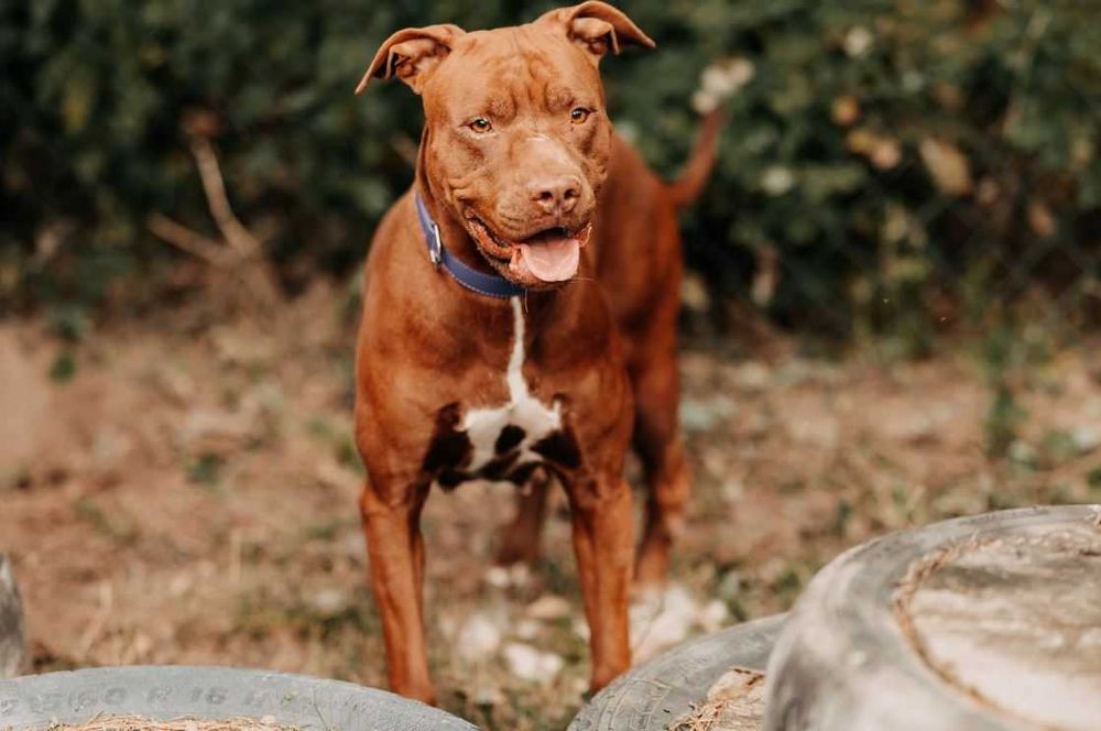Bajka - młoda, pełna energii suczka w typie bull