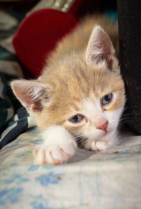 Отдам даром в добрые руки котят