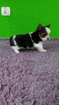 Suczka Yorkshire terrier Biewer