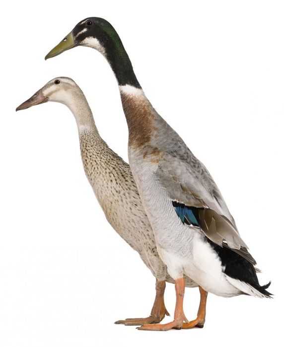 Kaczki biegusy indyjskie