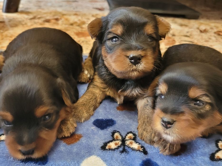 Yorkshire terrier