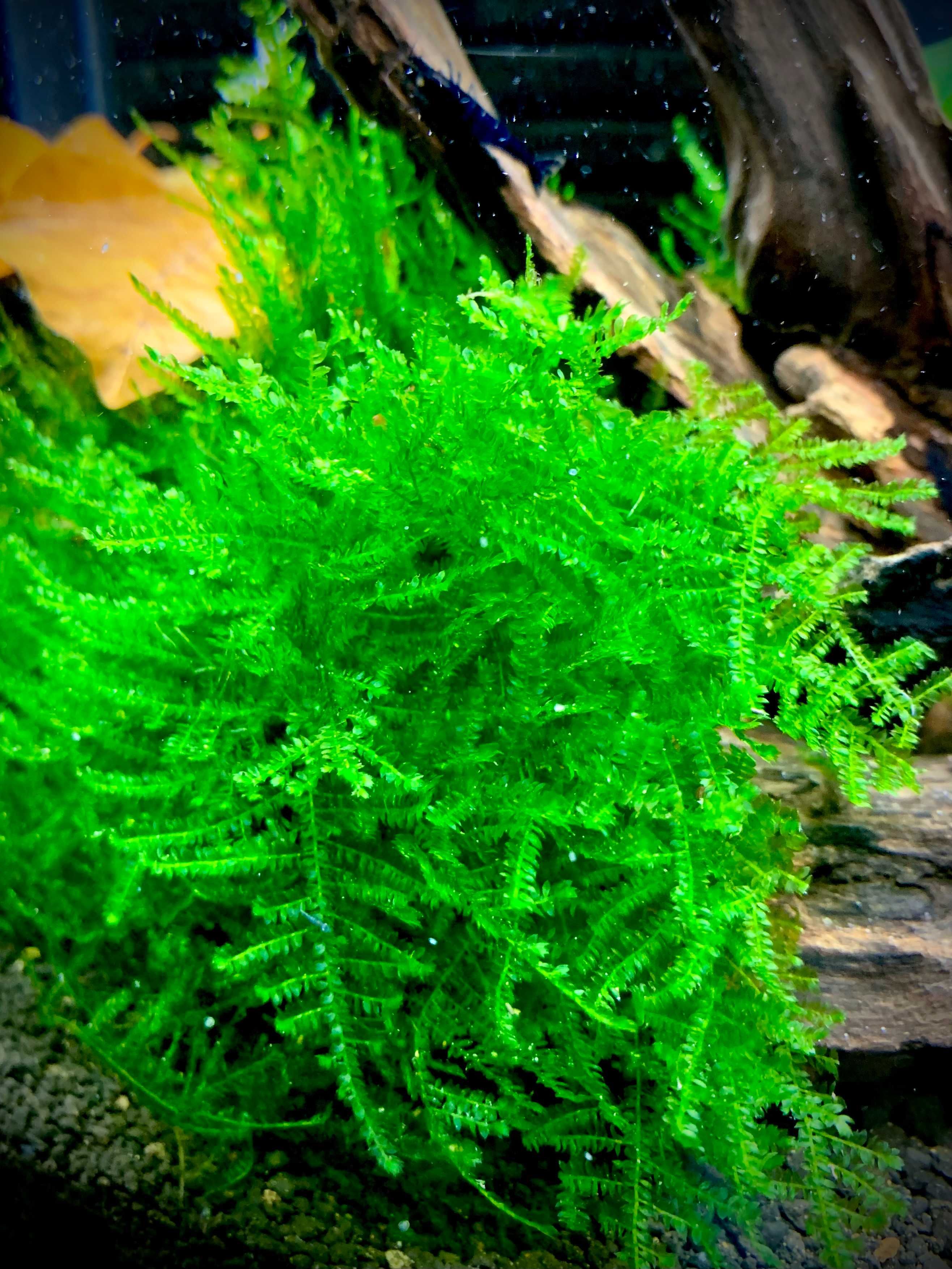 mech płaczący weeding moss rośliny akwariowe