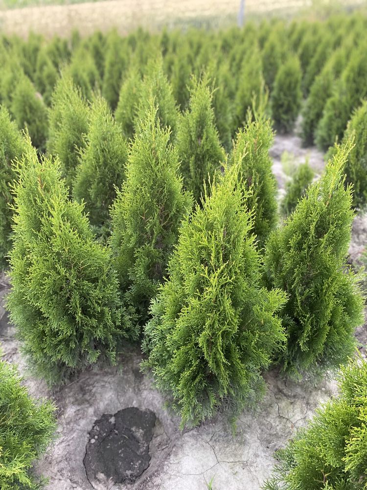 Gęsta TUJA SZMARAGD 100-110cm Producent*Sadzenie (tuje, thuje thuja)