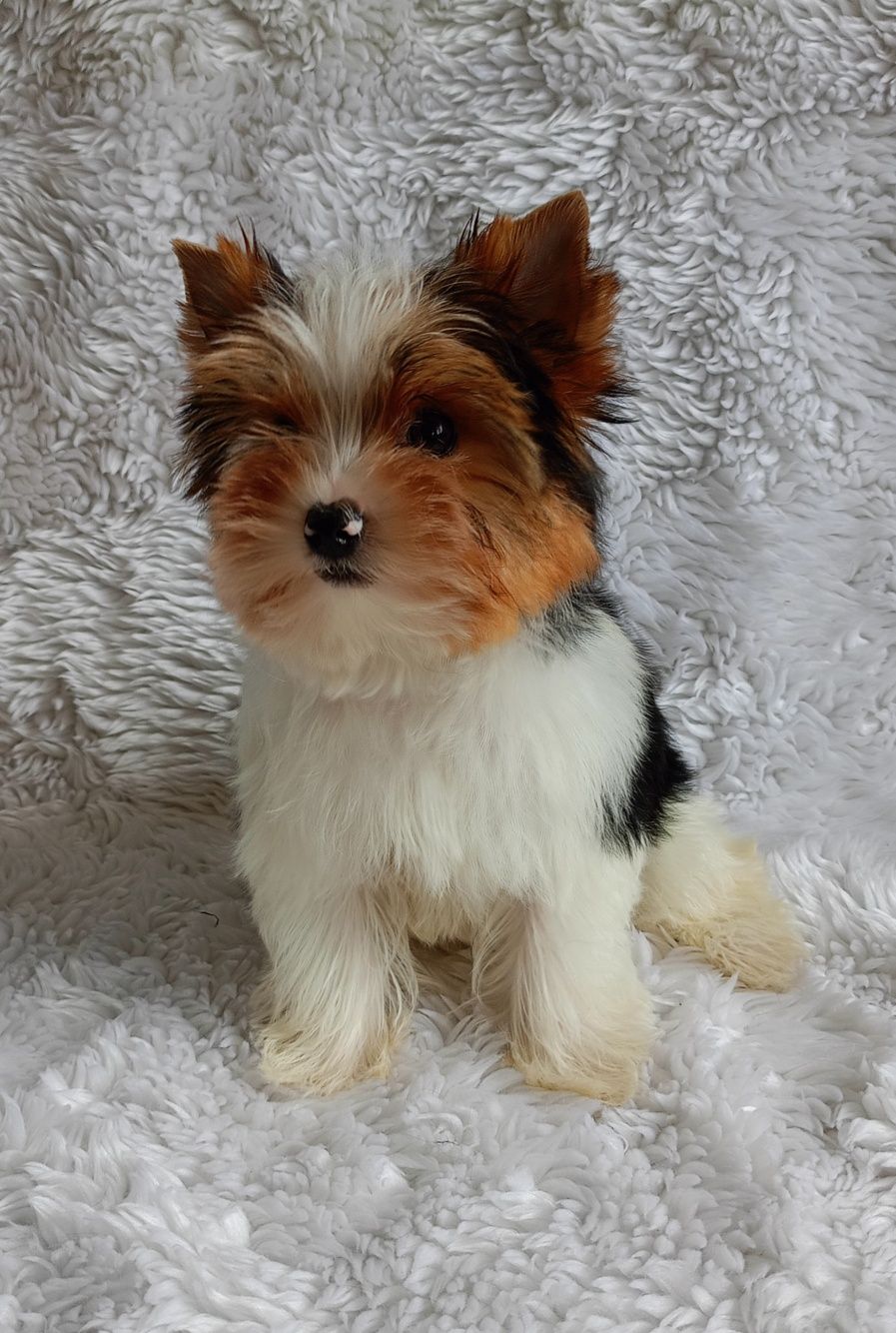 Mikro Biwer Yorkshire terrier