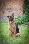 Aga roczna sunia owczarek niemiecki do adopcji