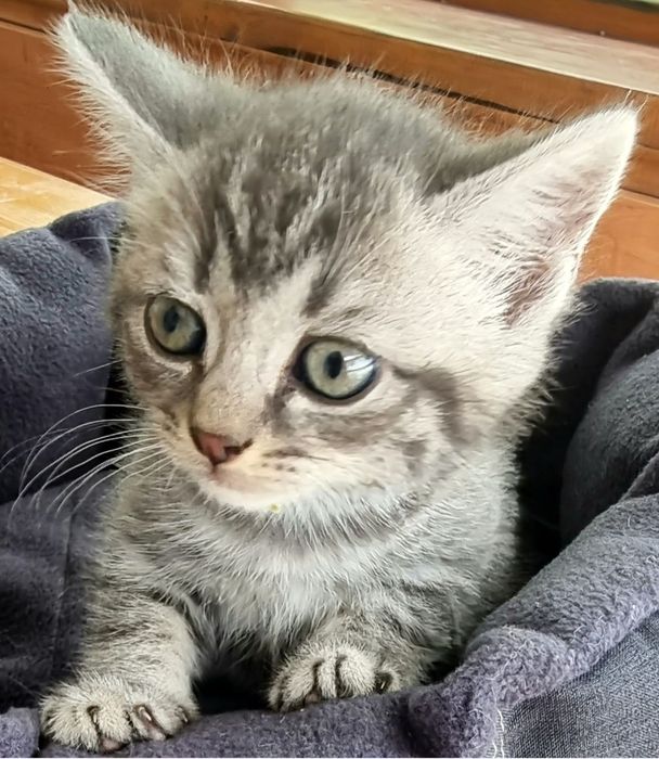Кошеня британської кішечки, дівчинка.
