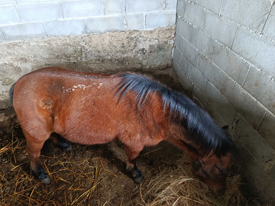 Égua pônei venda ou troco