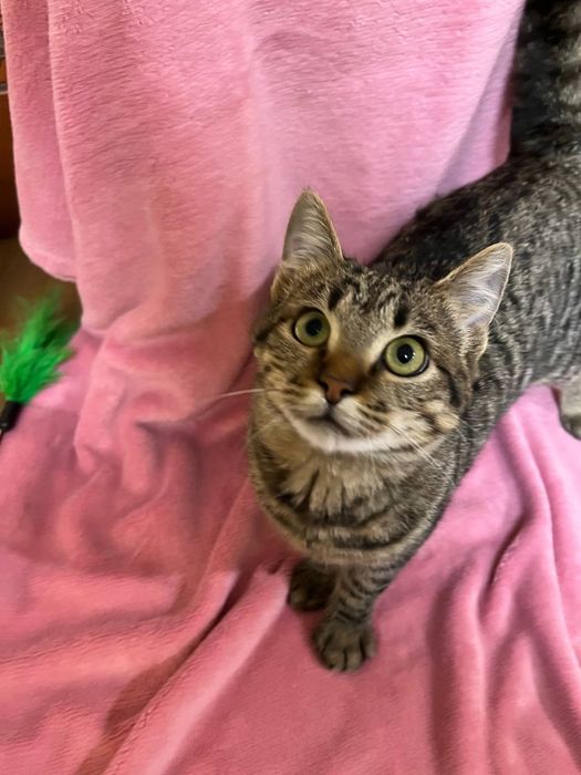 Кошеня підліток дівчинка смугаста 5-6 міс. Дуже ласкава! Шукає сімʼю!