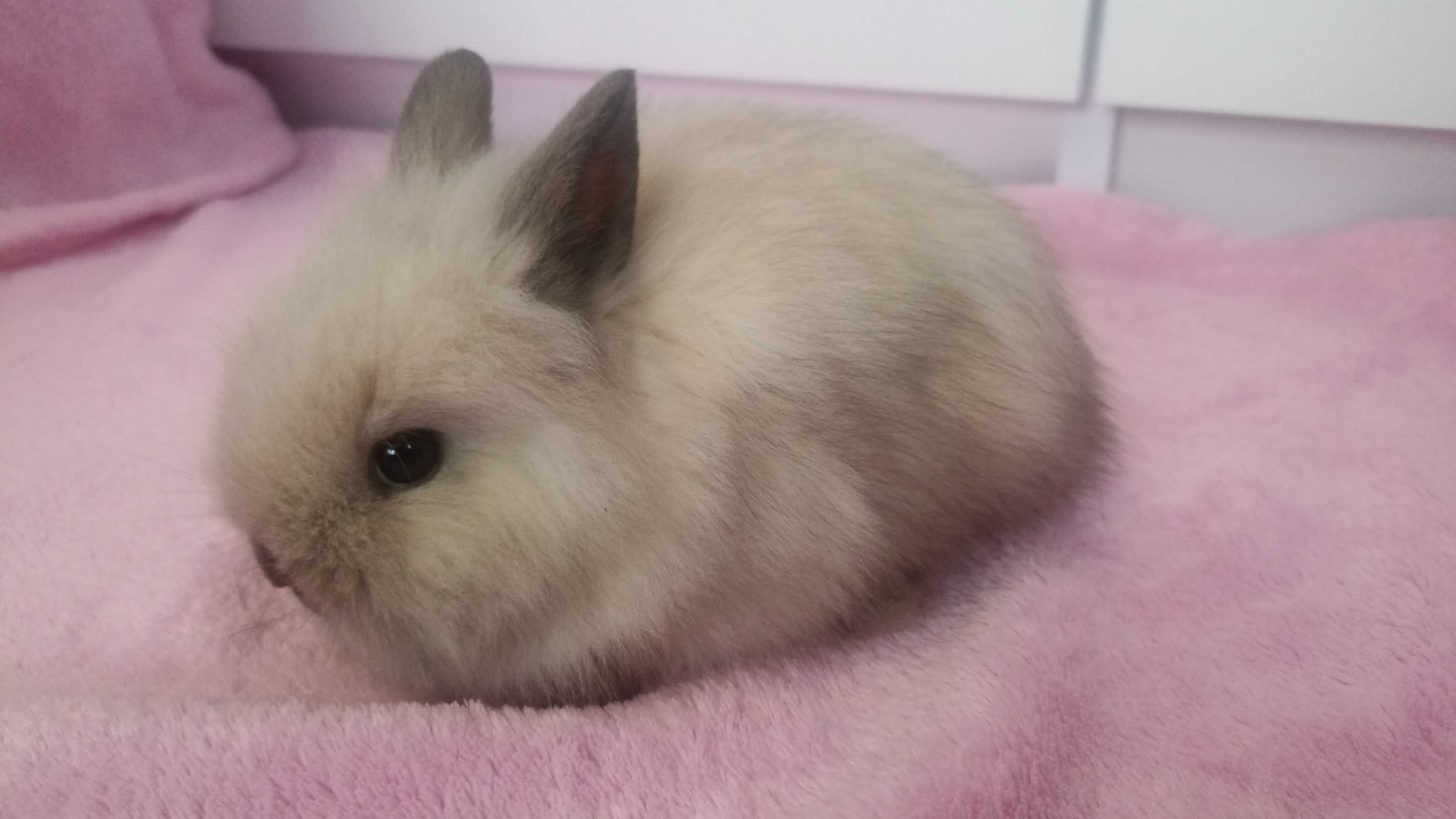 Królik Karzełek Teddy królik Miniaturka gotowe do odbioru króliczki