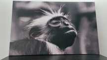 Tela a preto e branco. Macaco Colobus-vermelho de Zanzibar.