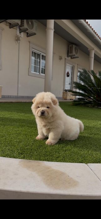 Magnífica chow chow fêmea