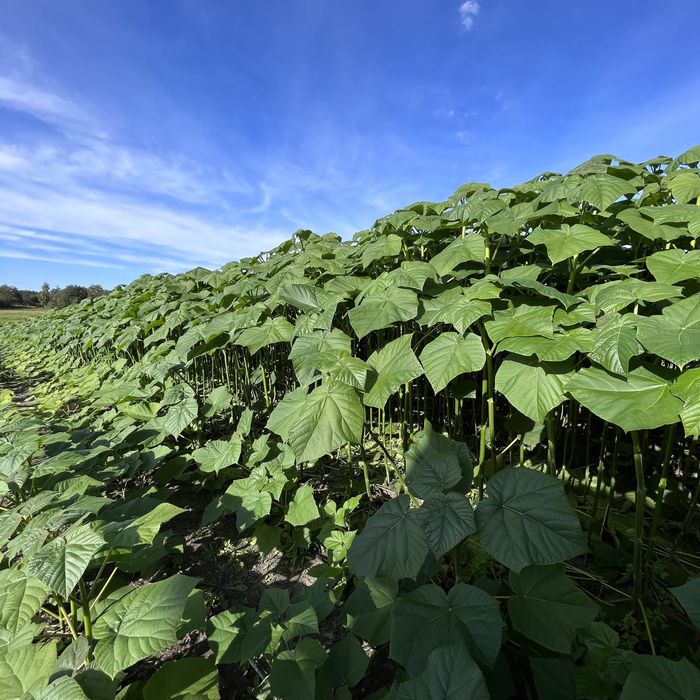 Павловнія, Павловния декоративна 9501 із насіння стовбур 1см