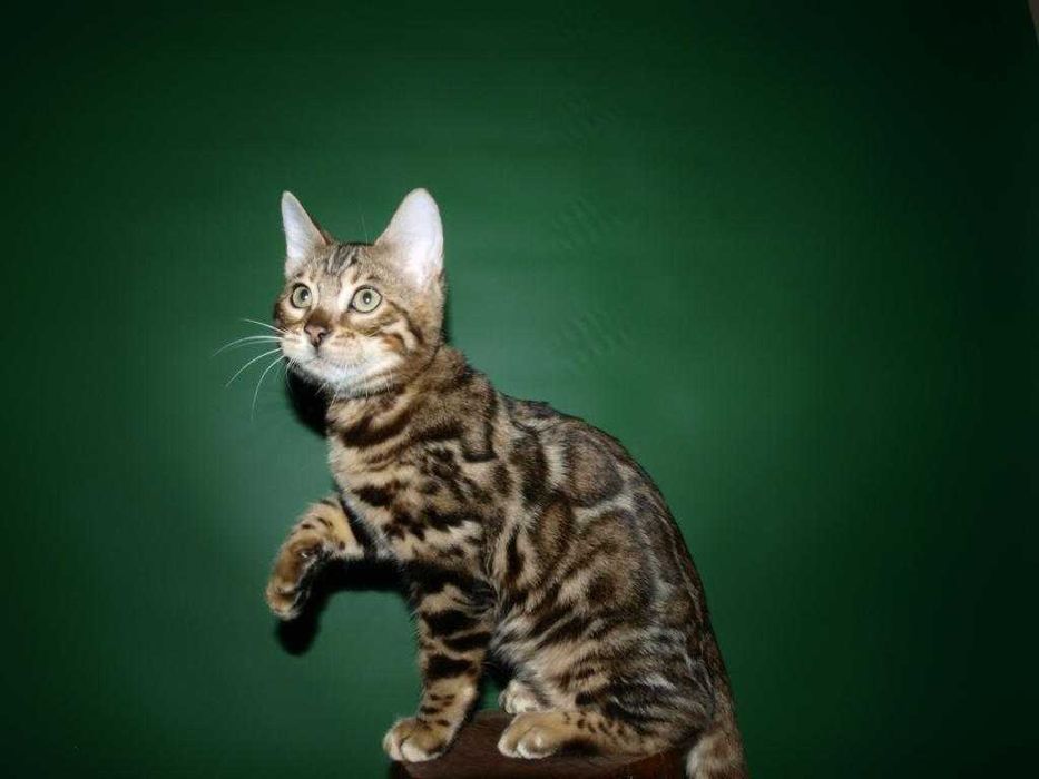 Отличный котенок.Мальчик. Документы.