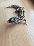 Gekon Lamparci [Mack Snow Stripe]