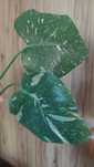 Wyprzedaz - monstera thai lf,  szczyt, ukorzeniona