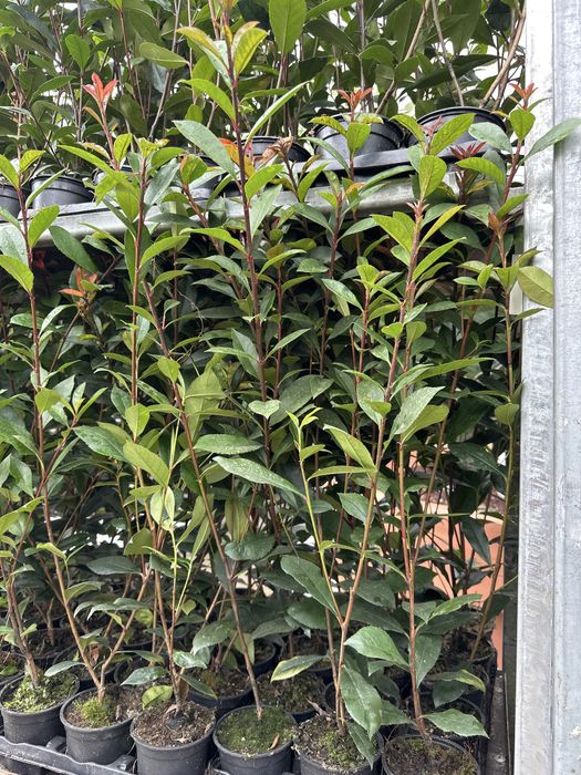 Photinia Carre Rouge -  80/100cm