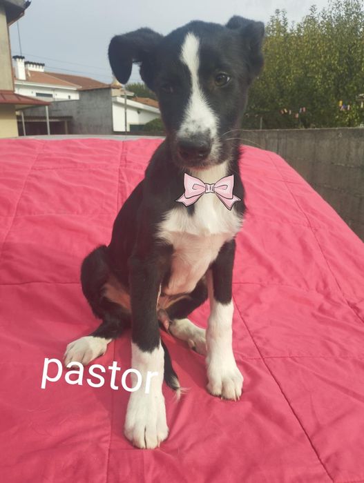 Pastor para adoção muito responsável