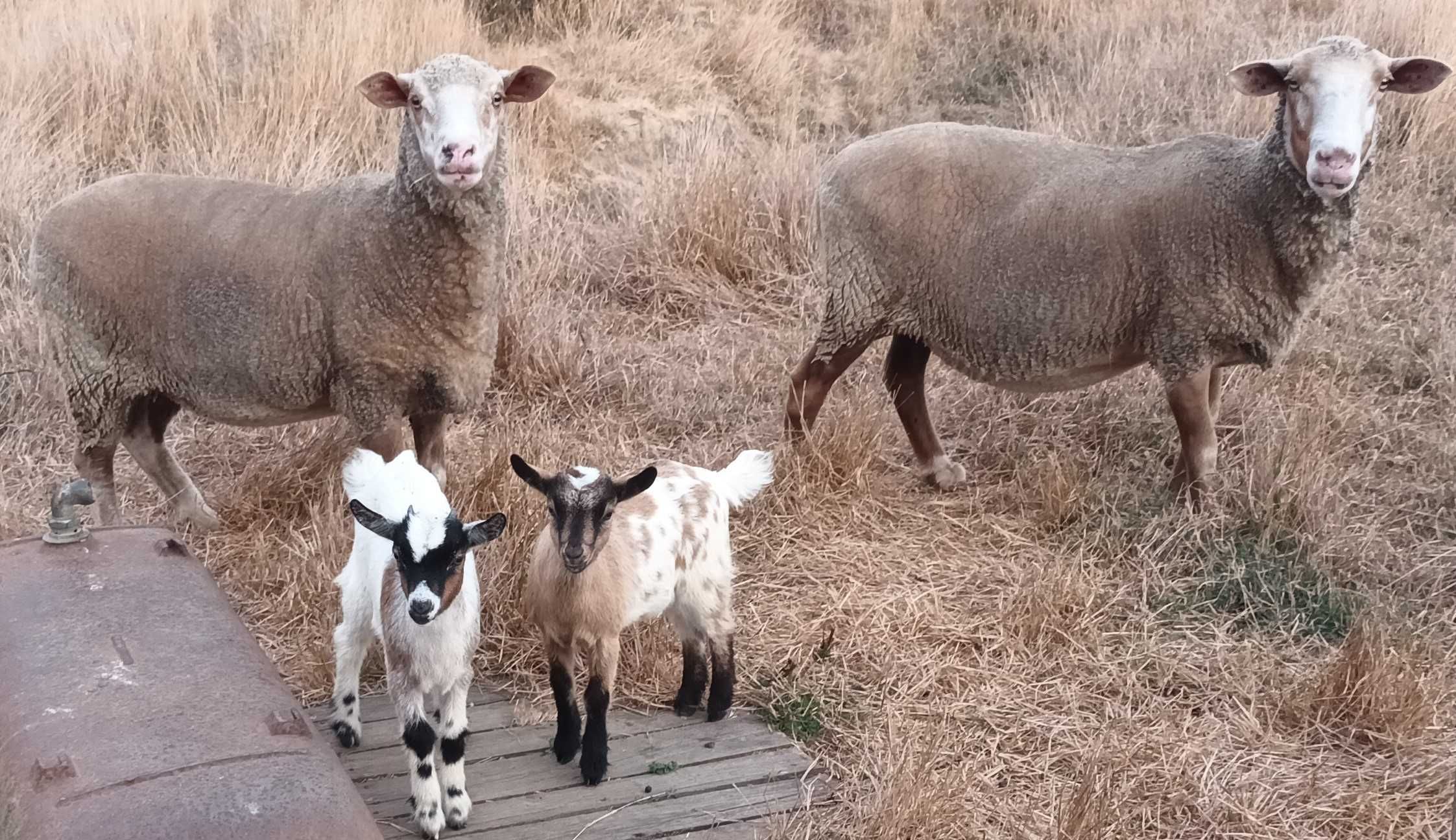Vendo crias com 3 meses  ( cabras do monte )