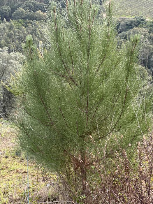 Pinheiro natal - 2m natural