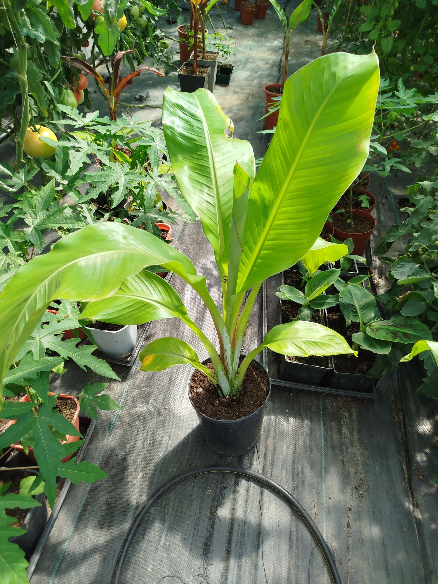 Bananowiec Ensete Ventricosum