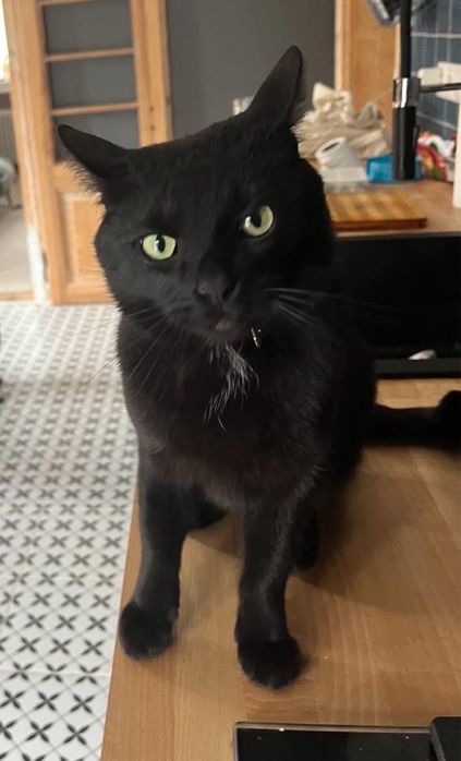 Zaginęła czarna kotka