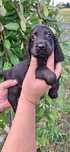 Cocker Spaniel Angielski piesek