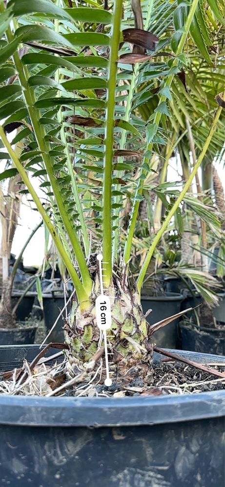 Cyca Dioon spinulosum