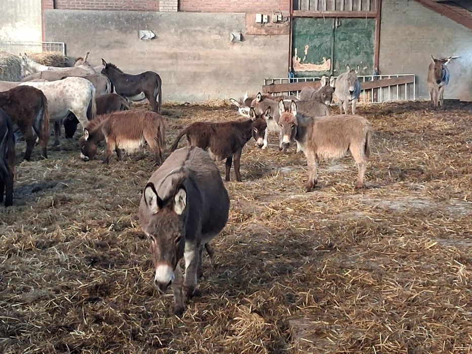 Sprzedam mini osiolka