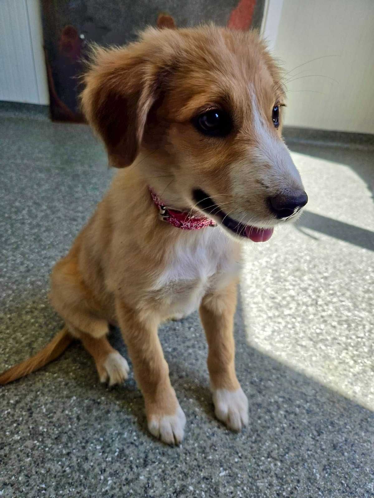 PISTACJA 4  mies sunia do adopcji uratowana w Bułgarii