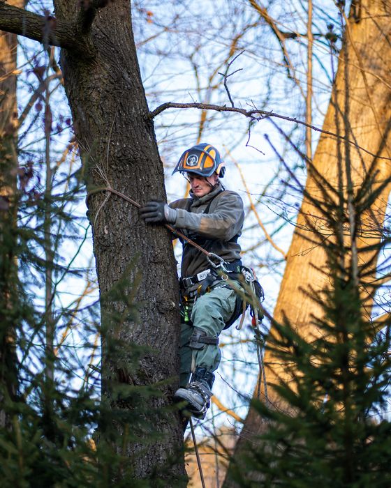 Wycinka drzew, pielęgnacja drzew, arborysta, prace na dachu, wycinki