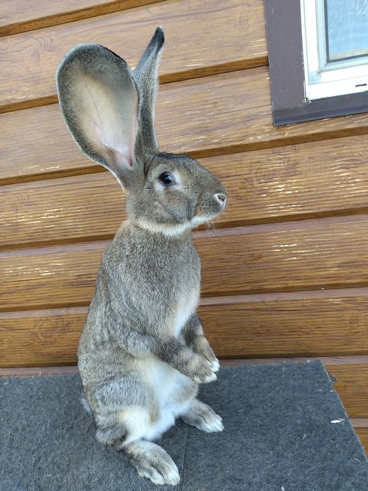 Бельгійські Велетні (Фландр)