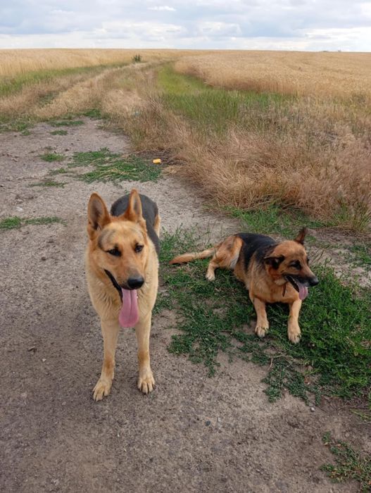 Німецька овчарка, цуценя, щенки. Вівчарка