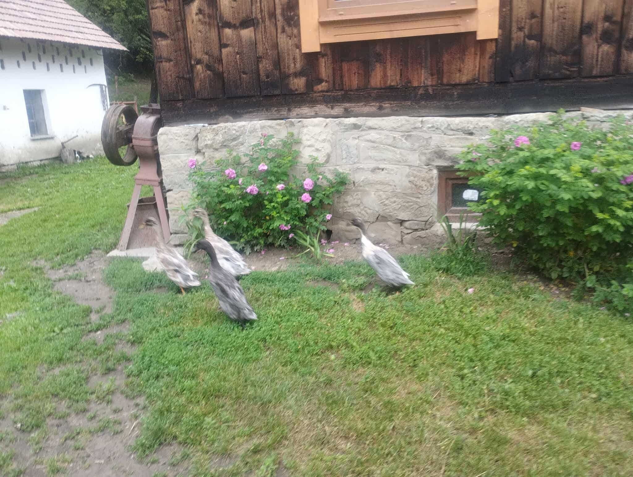 kaczora biegusa sprzedam zamienię