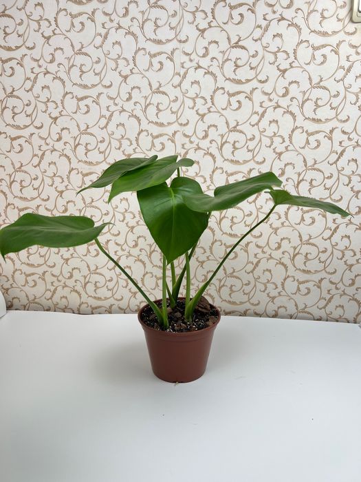 Монстера Делікатесна