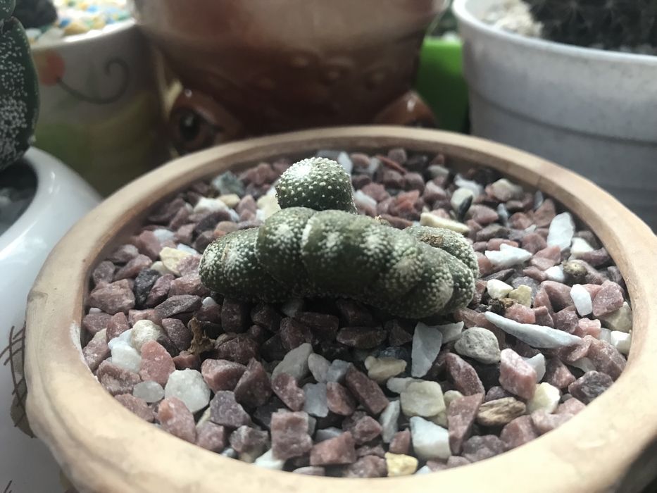 Кактус Блосфельдія Blossfeldia щеплений