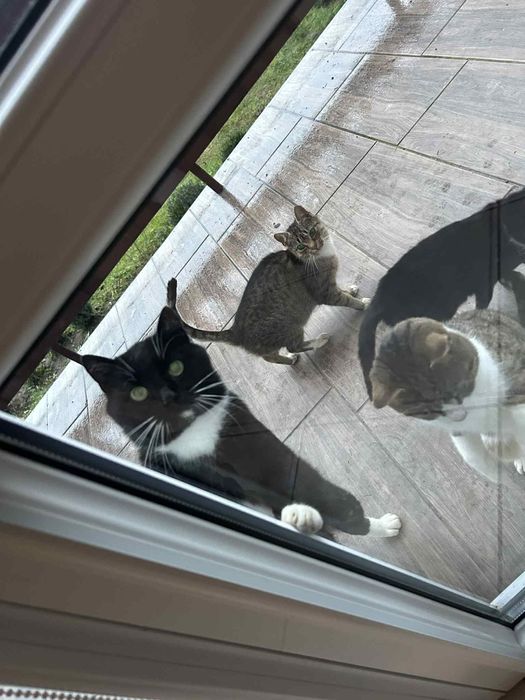 Kotki oddam zdrowe wesołe