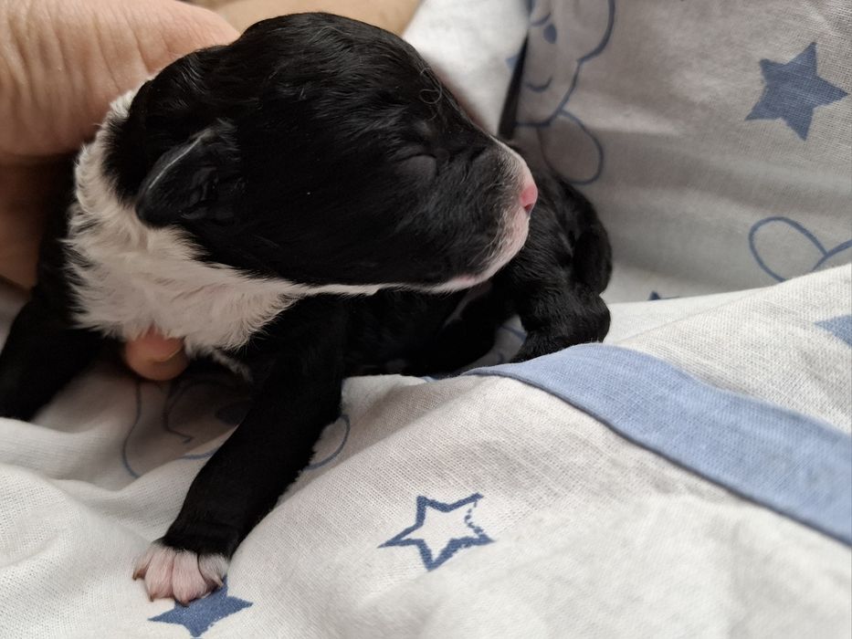 Szczenię piesek Portugalski pies dowodny PWD Lagotto Furbetti Coccolon