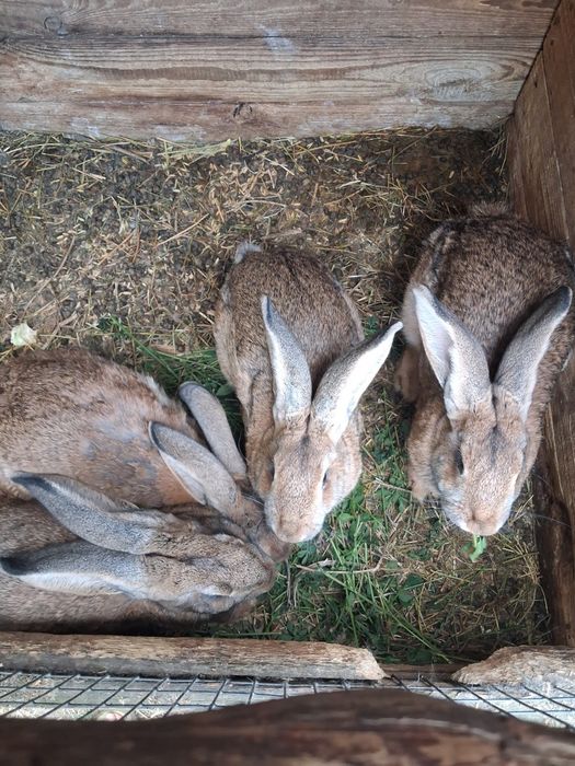 Продаються кролички