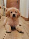 Golden retriever piesek