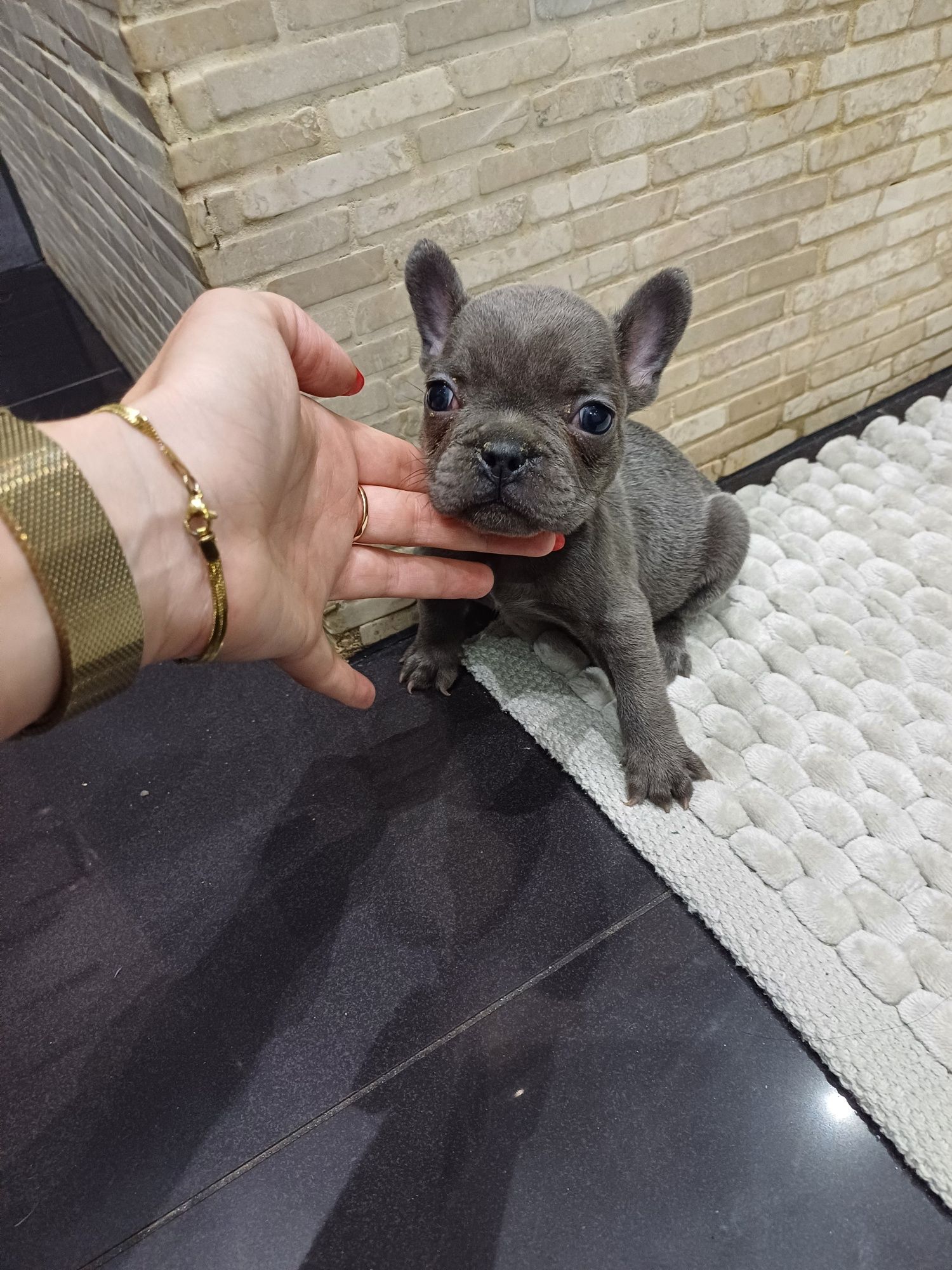 Buldog francuski suczka