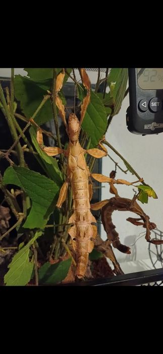 Sprzedam Straszyki Australijskie