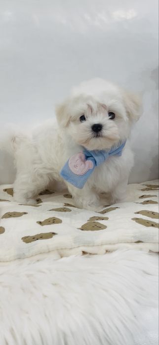 Самые красивые мальтезе у нас(Корея FCI)