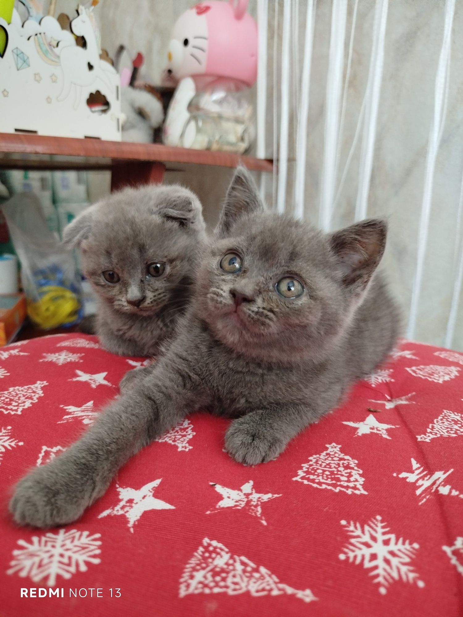 Шотландські кошенята