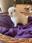 Szpic Pomeranian gotowy do odbioru