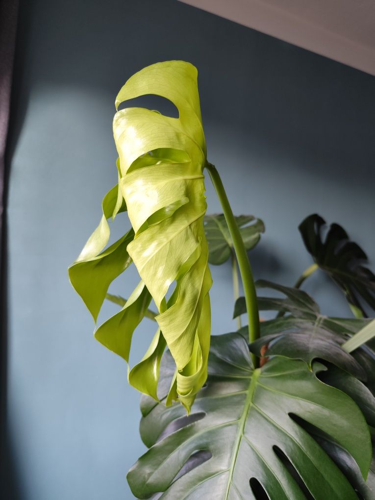 Monstera deliciosa/ monstera dziurawa